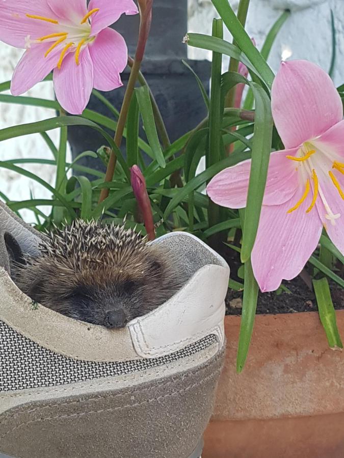 B&B Fontanella Curno Kültér fotó